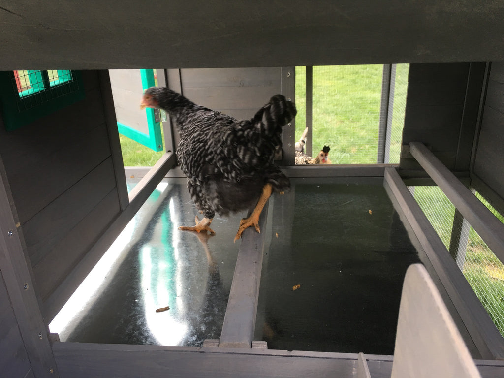 The LODGE Coop. New color and size! IN-STOCK.  ONLY 1 left