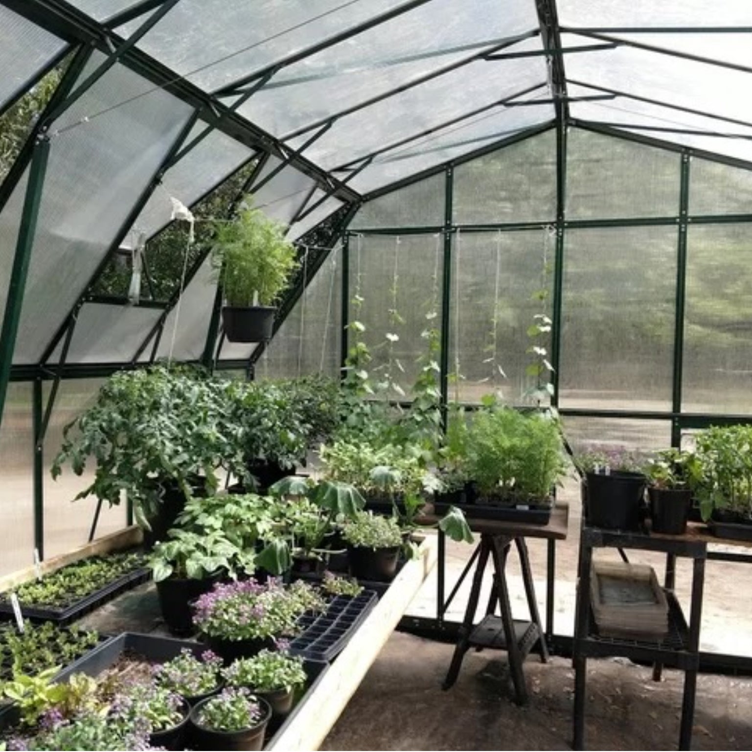 Grandio Summit 12×28 ft Polycarbonate Greenhouse – Premium Barn-Style Growing Space